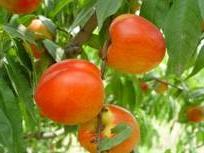 油桃品种
